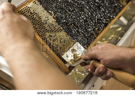 Honeycomb will open unwaxing fork beekeeper uncapped for harvest golden delicious honey closeup