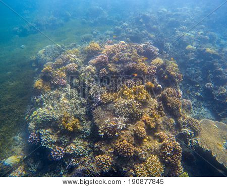 Underwater landscape with coral reef. Yellow coral with seaweed. Turquoise sea and tropical seabottom photo. Sea animals and plants. Exotic seashore. Marine inhabitants. Shallow sea water wild life