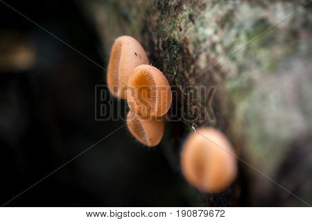 Mushrooms orange fungi cup (Cookeina sulcipes (Berk.) Kuntze.) on decay wood in the rain forest.