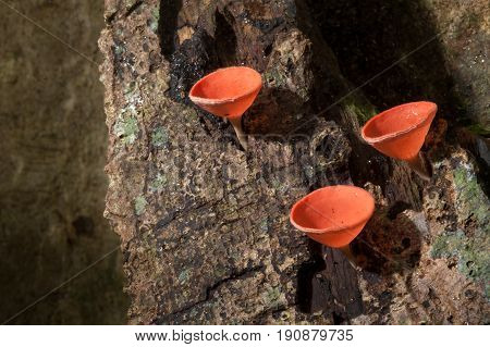 Mushrooms orange fungi cup ( Cookeina sulcipes ) on decay wood in the rain forest.