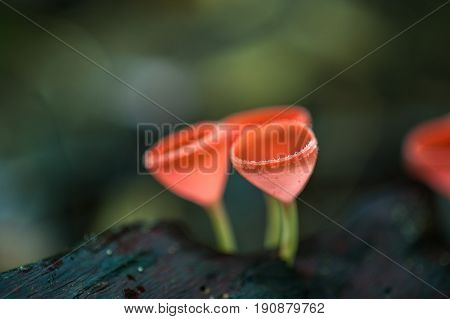 Mushrooms orange fungi cup ( Cookeina sulcipes ) on decay wood in the rain forest.