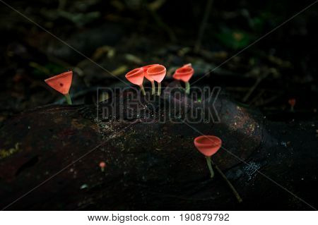 Mushrooms orange fungi cup ( Cookeina sulcipes ) on decay wood in the rain forest.