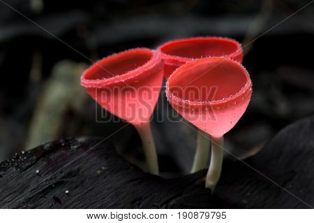Mushrooms orange fungi cup ( Cookeina sulcipes ) on decay wood in the rain forest.