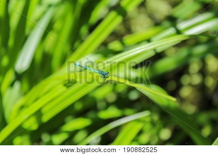 Blue Coenagrion Scitulum On Green Grass Leave Front View