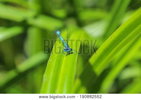 Blue Coenagrion Scitulum On Green Grass Leave Front View, Macro Photo