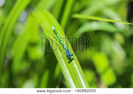 Blue Coenagrion Scitulum On Green Grass Leave From Up, Macro Photo