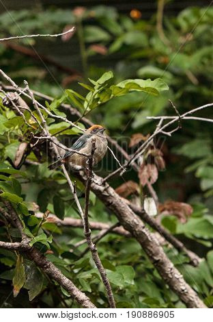 Rufous Crowned Tanager Also Called Tangara Cayana