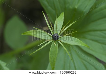 Paris quadrifolia plant close up local focus