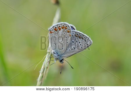 Aricia agestis, Brown Argus on wild grass.  Polyommatus icarus, Common Blue butterfly