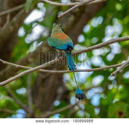 Closeup of Blue-crowned motmot bird over tree branch, rear view