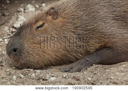 Capybara (Hydrochoerus hydrochaeris). Wildlife animal. 