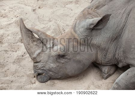 Southern white rhinoceros (Ceratotherium simum simum).  