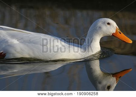 Pure white duck with reflection. Beautiful riverside nature image.