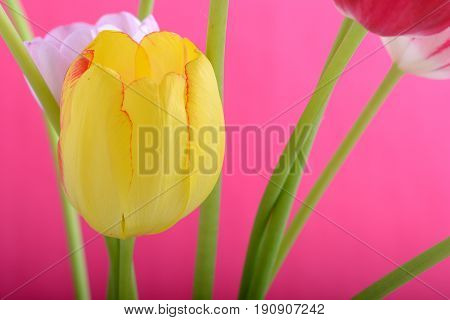 Spring Flowers Banner - Yellow Tulip Flowers On Abstract Background