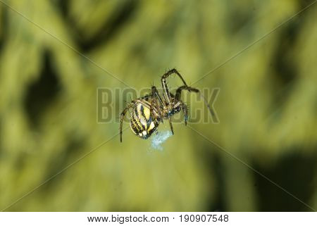 Argiope bruennichi-type Orb-web. spider crawling on a spider web on a green background