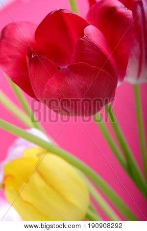 spring flowers banner - bunch of red and yellow tulip flowers on red background