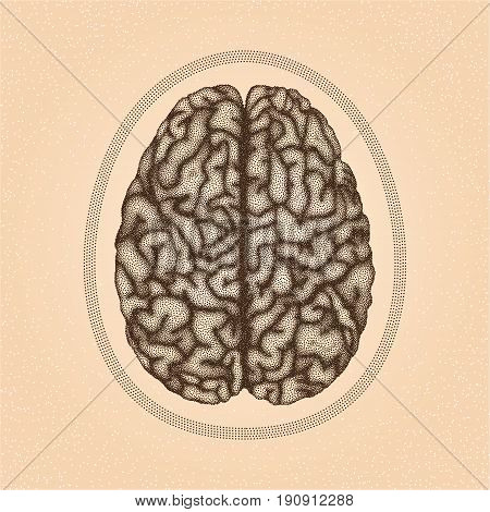 Human brain. Top view - vector stippled illustration