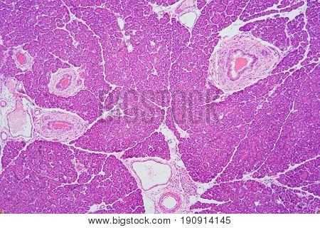 Pancreas section organic background, color image, microscopic