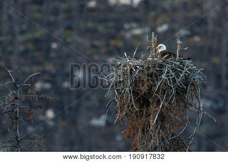 Eagle Nest