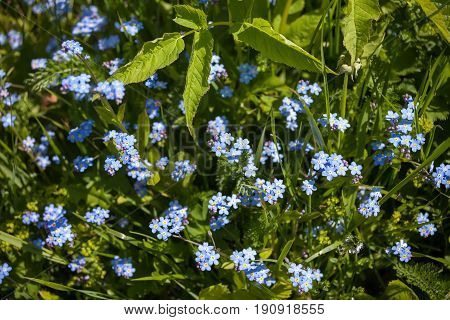 Forget-me-nots (Myosotis arvensis). Small azure flowers. Flower carpet. Selective focus.