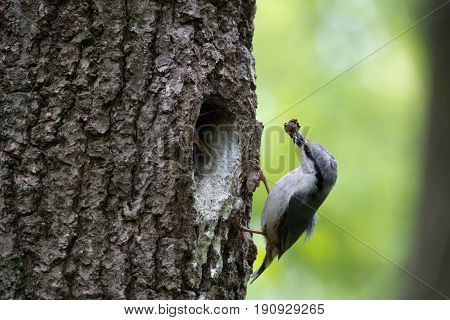 Wood nuthatch brought food for chicks in beak. Bird family takes care of nestlings and protects their nest in hollow of the oak