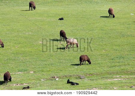 sheep in the pasture on the nature