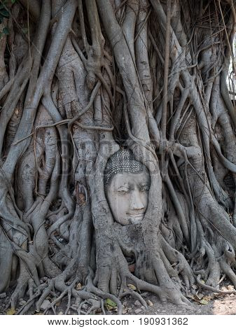 Buddha Head Tree Wat Maha That trapped in Bodhi Tree roots. Ayutthaya historical park