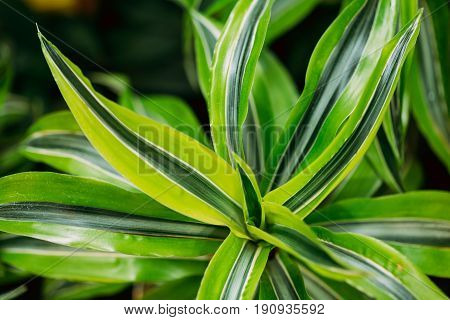 Green Leaves Of Plant Dracaena. Female Dragon Plant. Family Asparagaceae, Subfamily Nolinoideae
