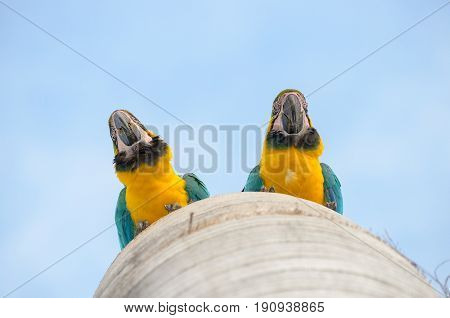 Bottom View Of Two Macaws In Their Nest