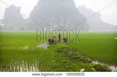 Tam Coc, Ninh Binh, Vietnam - March 16, 2017: Vietnamese farmer walking with buffolo in rice field near Ninh Binh, Vietnam