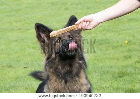 Dog Licking His Lips As He Is About To Get A Bone