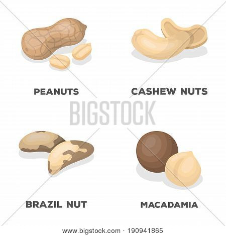 Peanuts, cashews, brazil nuts, macadamia.Different kinds of nuts set collection icons in cartoon style vector symbol stock illustration .