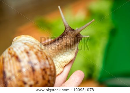 Home snail Achatina in the palm of your hand