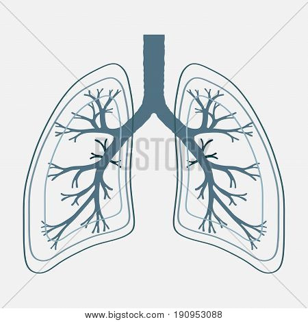 Human Lung anatomy illustration . Illness respiratory cancer graphics. Vector