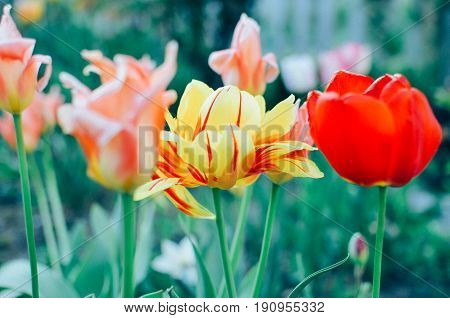 Red and yellow tulips with selective focus at spring flowerbed