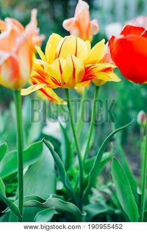 Red and yellow tulips with selective focus at spring flowerbed