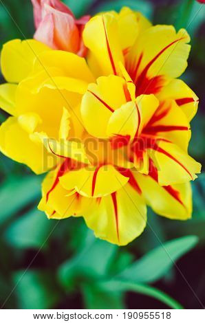 Red and yellow tulips with selective focus at spring flowerbed