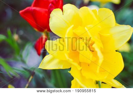 Red and yellow tulips with selective focus at spring flowerbed