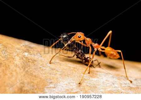 Close up Red ant killing bite and drag black ant to eat. friend help support each other drink don't drive take friend home winner and loser concept
