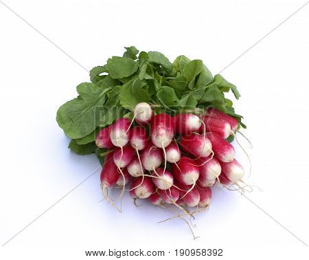 Bunch of long red radish  isolated on  white background.