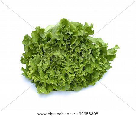 Fresh green lettuce on isolated white background.