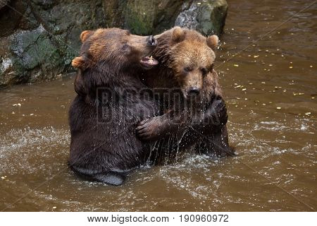 Kamchatka brown bears (Ursus arctos beringianus), also known as the Far Eastern brown bears fighting in water.