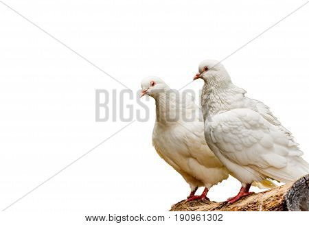 Beautiful white pigeon close up isolate white background.