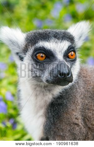 Ring-tailed lemur aka Lemur catta face close up portrait on green background