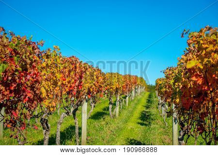 Beautiful vineyard platation with colorful leafs red, yellow and green, located in Waiheke island with a beautiful blue sky.
