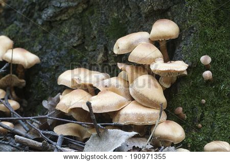 Sheathed woodtuft on an old stump closeup