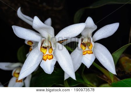 Coelogyne Nitida (wall. Mss.) Lindl.