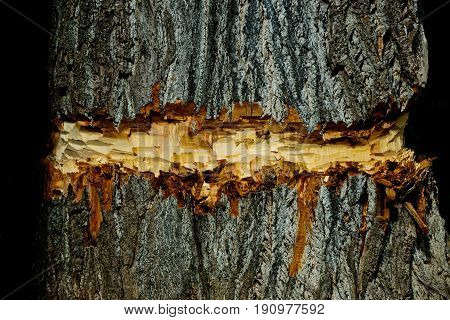 tree coarse old bark texture surface chopped or cut by lumberer or beaver animal on natural wood trunk on brown timber background. Woodwork. Logging. Building and construction. Forest devastation