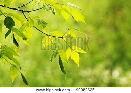 Fresh Green Leaves In A Forest Framing The Sun In The Middle And Forming Rays Of Light