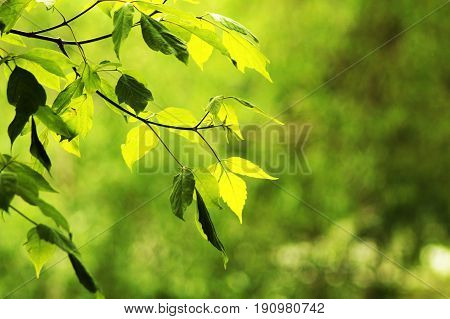 Fresh Green Leaves In A Forest Framing The Sun In The Middle And Forming Rays Of Light
